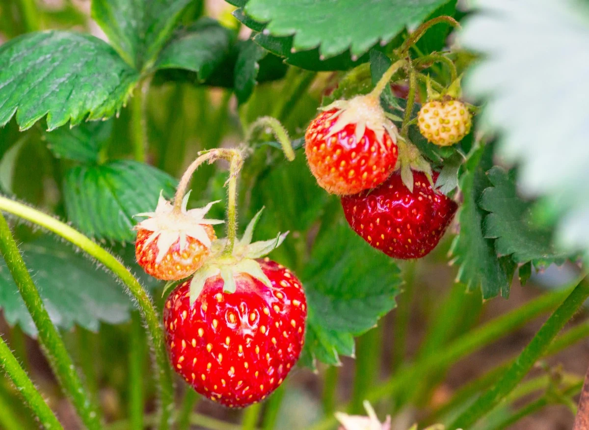 Jak nawozić truskawki