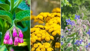 Do przygotowania gnojówki potrzebne są zielone części różnego typu chwastów lub warzyw