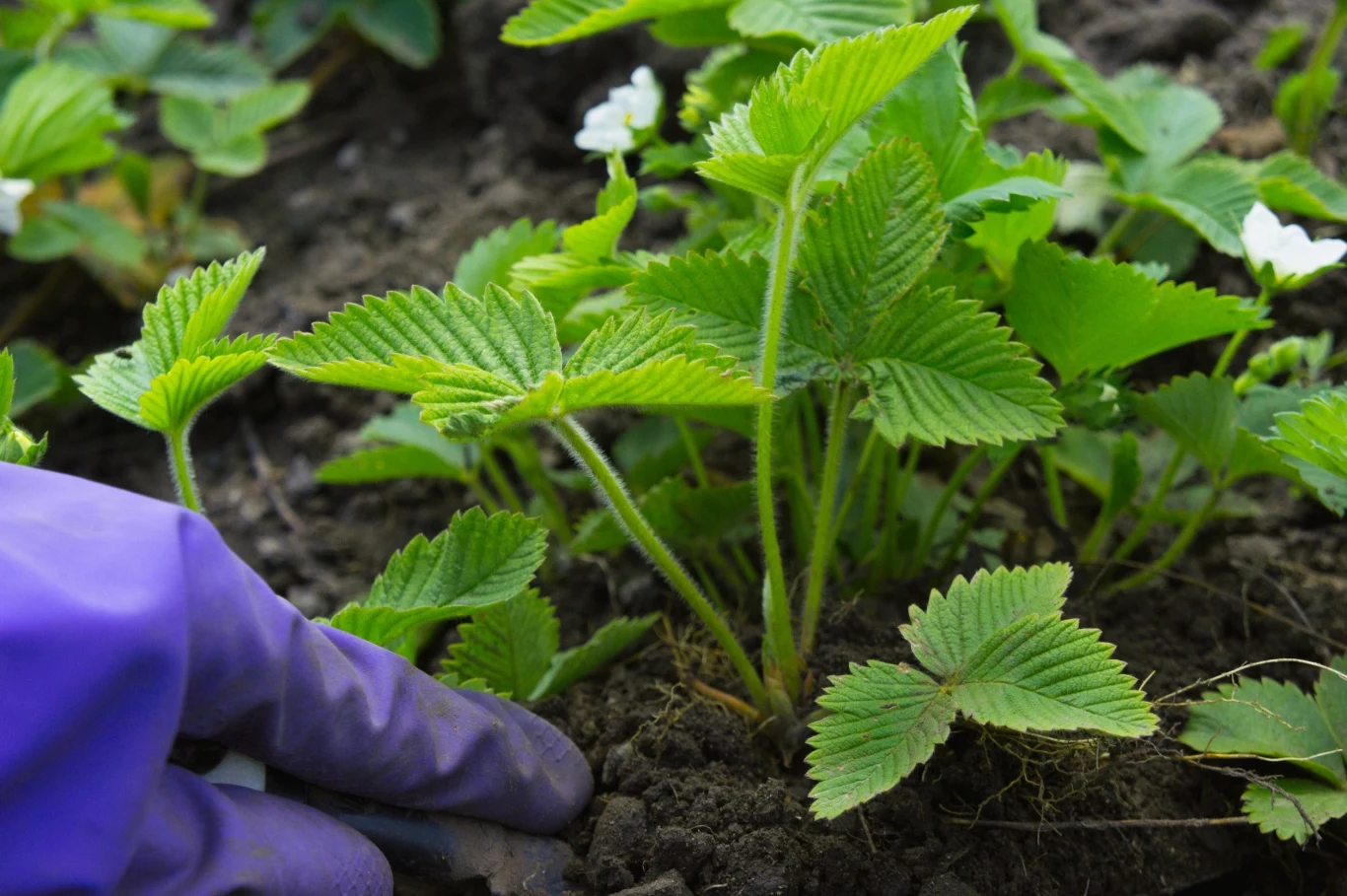 Stanowiska, które wybieramy do sadzenia truskawek całorocznych, powinny być słoneczne i osłonięte od wiatru