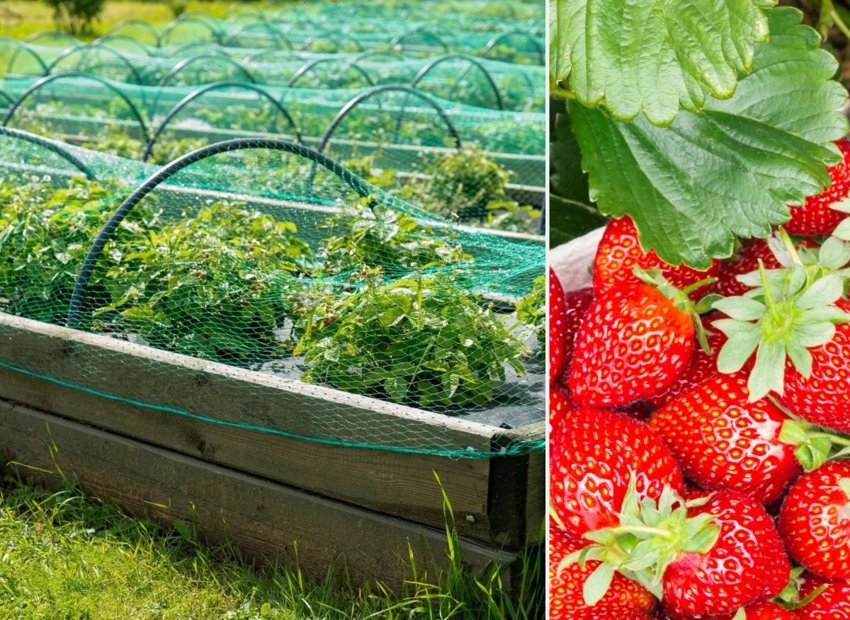 Uprawa truskawek to sama przyjemność