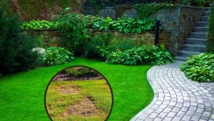 Dość częstym problemem, na który uskarżają się właściciele przydomowych trawników, są charakterystyczne, nieestetyczne dziury w trawniku.