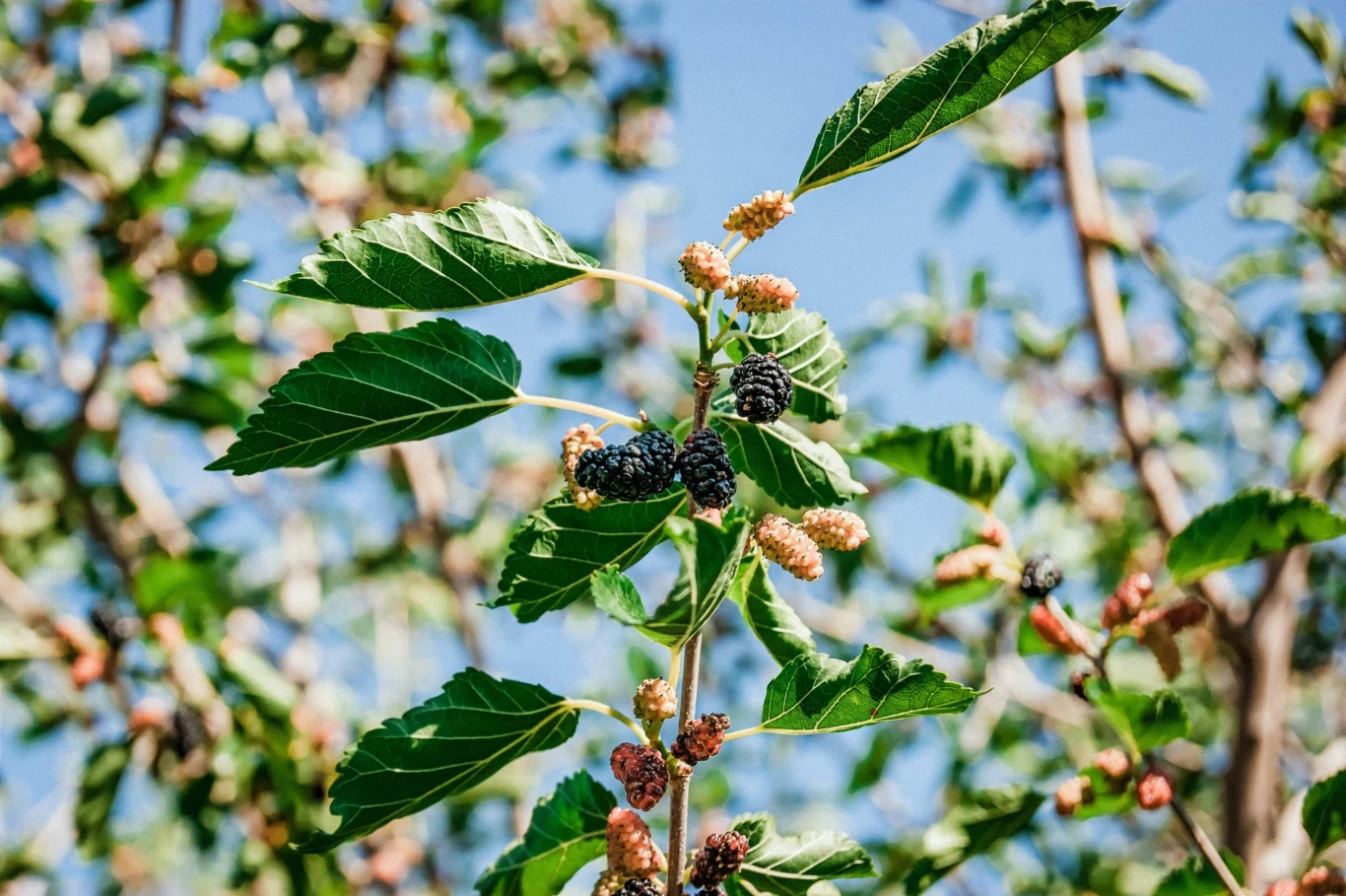 Owoce morwy pojawiają się na przełomie czerwca i lipca, kształtem przypominają owoce jeżyn