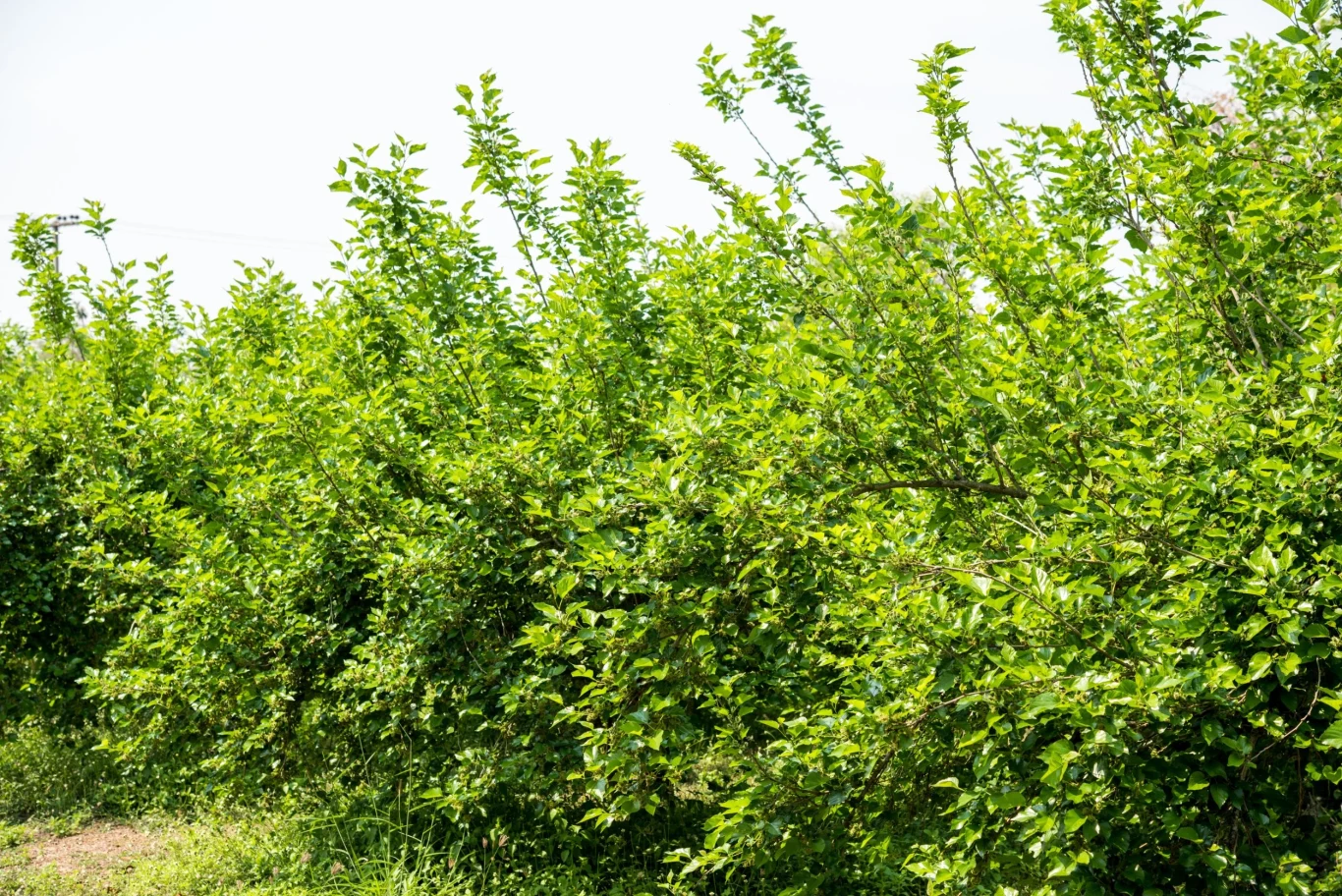 Morwa jest często sadzona jako żywopłot nieformowany — tworzy wówczas gęstą wysoką osłonę