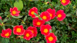 Portulaka wielokwiatowa jest wspaniałą ozdobą ogrodów i balkonów.