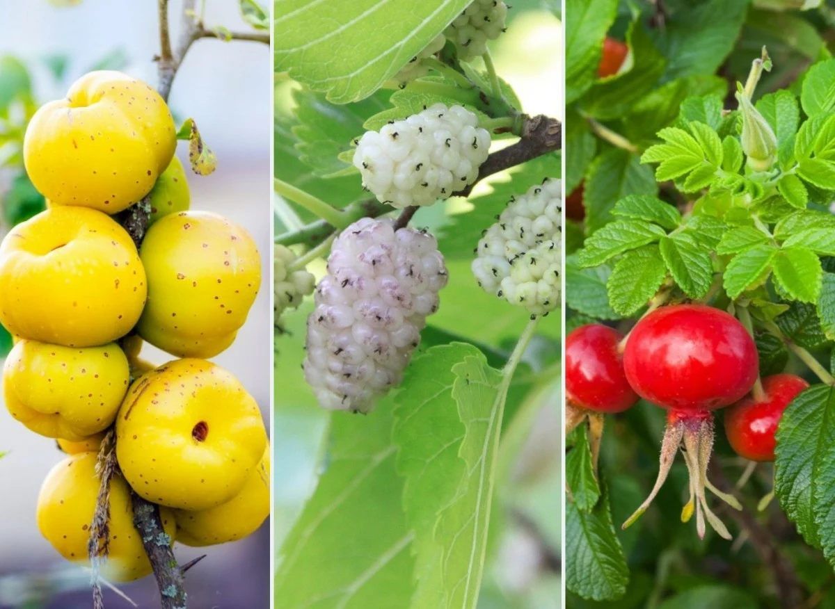 Lista mało znanych krzewów owocowych jest długa