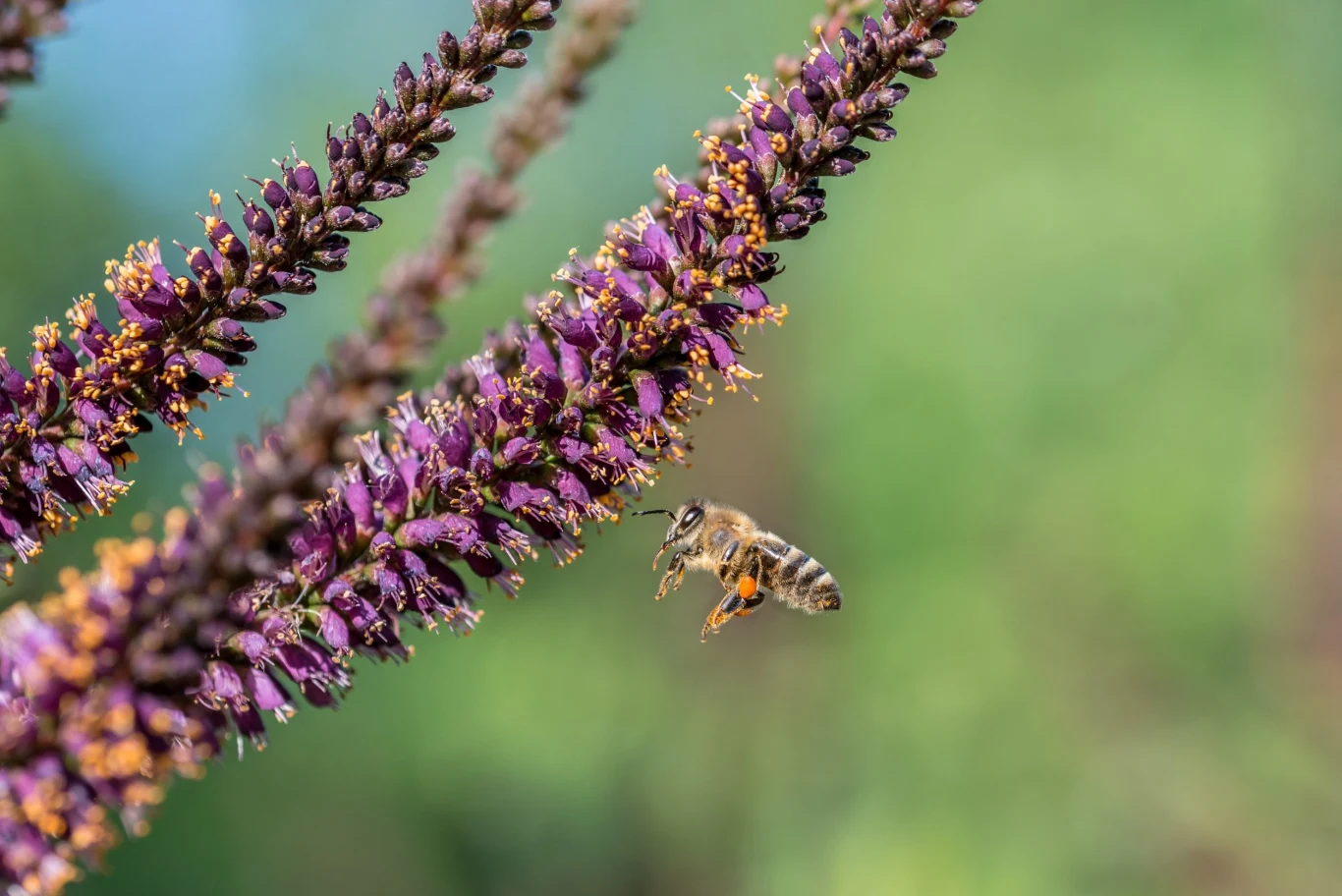 Amorfa krzewiasta jest chętnie oblatywana przez pszczoły
