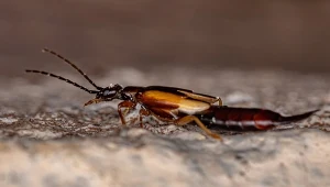 Mimo, że szczypawki wyglądają groźnie, nie są jednak niebezpieczne dla ludzi.