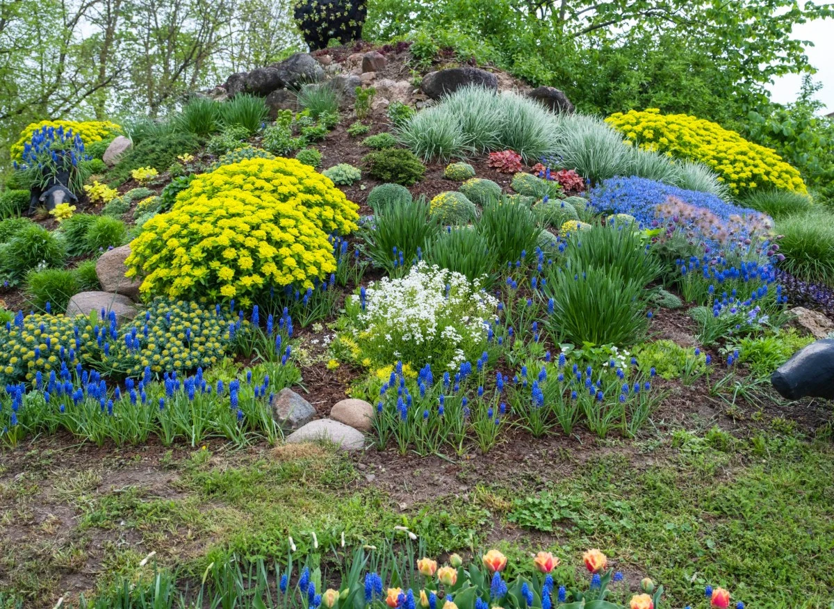 Skalniak ogrodowy przypomina górskie krajobrazy