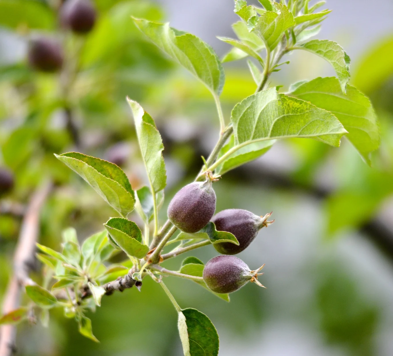 Ręczne przerywanie zawiązków to skuteczna, lecz czasochłonna metoda