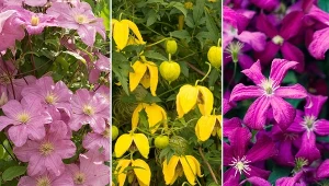 Poznaj najpiękniejsze odmiany powojników i sprawdź nasze wskazówki dotyczące ich pielęgnacji.