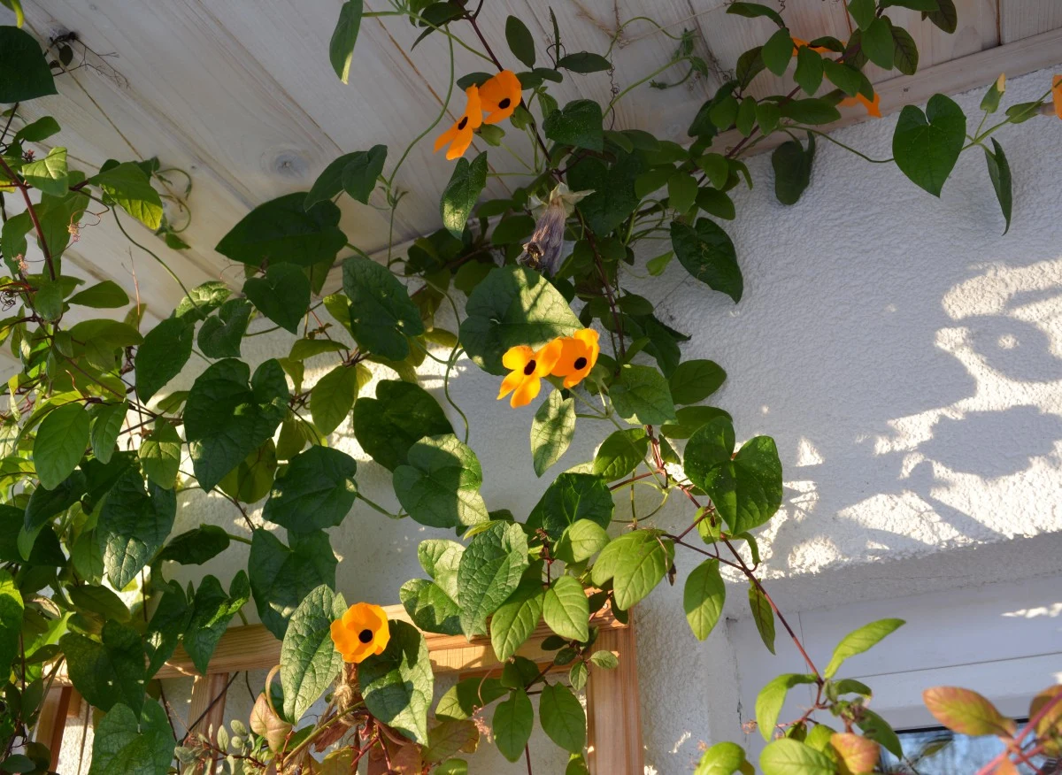 Piękna tunbergia z pomarańczowymi kwiatami