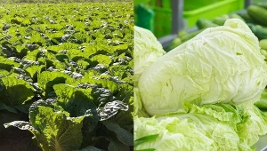 Kapusta pekińska pochodzi z Chin i Japonii.