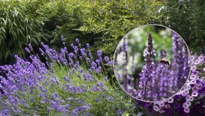 Jeśli chcesz, aby w twoim ogrodzie pojawił się ten piękny krzew, masz do wyboru dwie opcje: sadzonki lawendy lub nasiona.