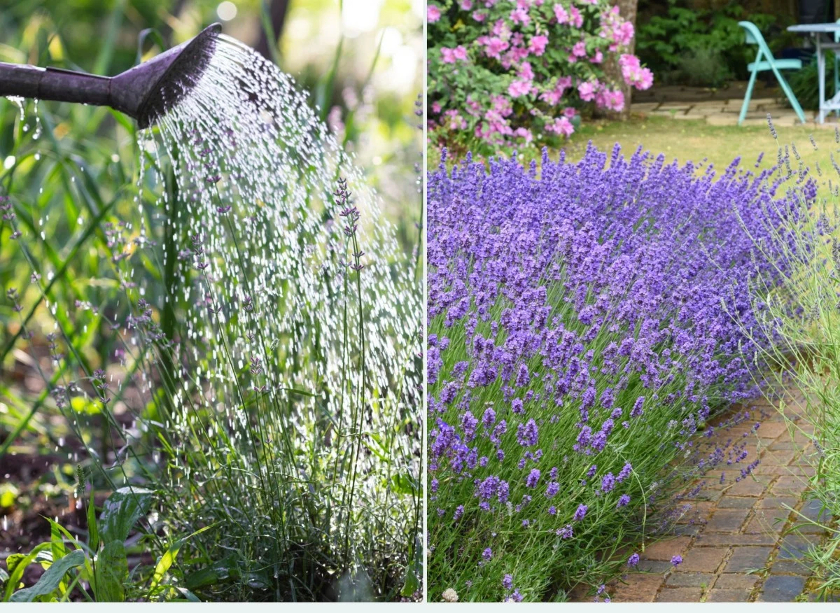 Podlewanie lawendy i zapewnienie jej odpowiedniej ilości składników odżywczych są kluczowe dla prawidłowego wzrostu