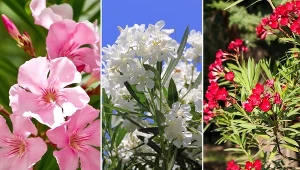 Kwiaty oleandrów najczęściej są różowe, ale spotykamy też odmiany o białych i czerwonych płatkach.