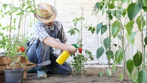 Opryski z miedzianu zalecane są każdemu, kto uprawia pomidory w ogrodzie.
