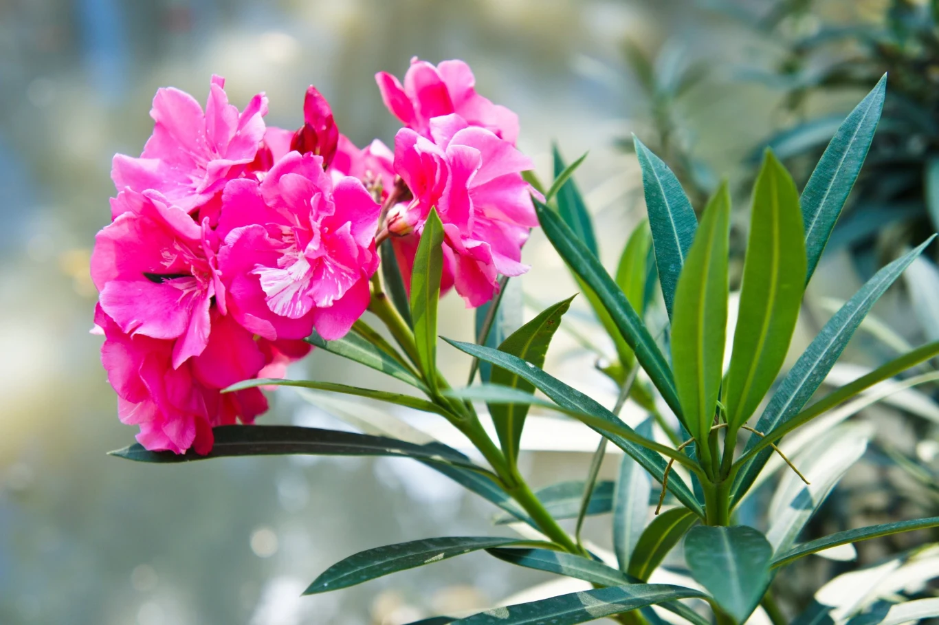 Pielęgnacja oleandra nie jest skomplikowana