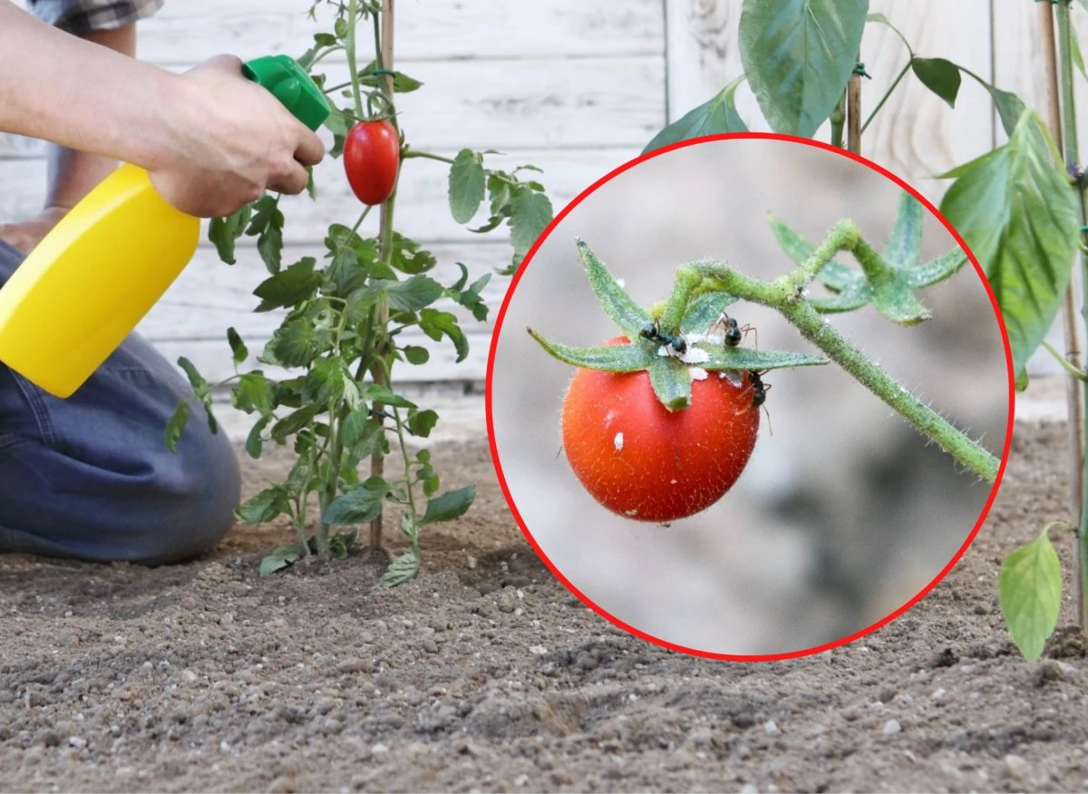 Mszyce na pomidorach żerują przede wszystkim na liściach, pędach oraz pąkach kwiatowych