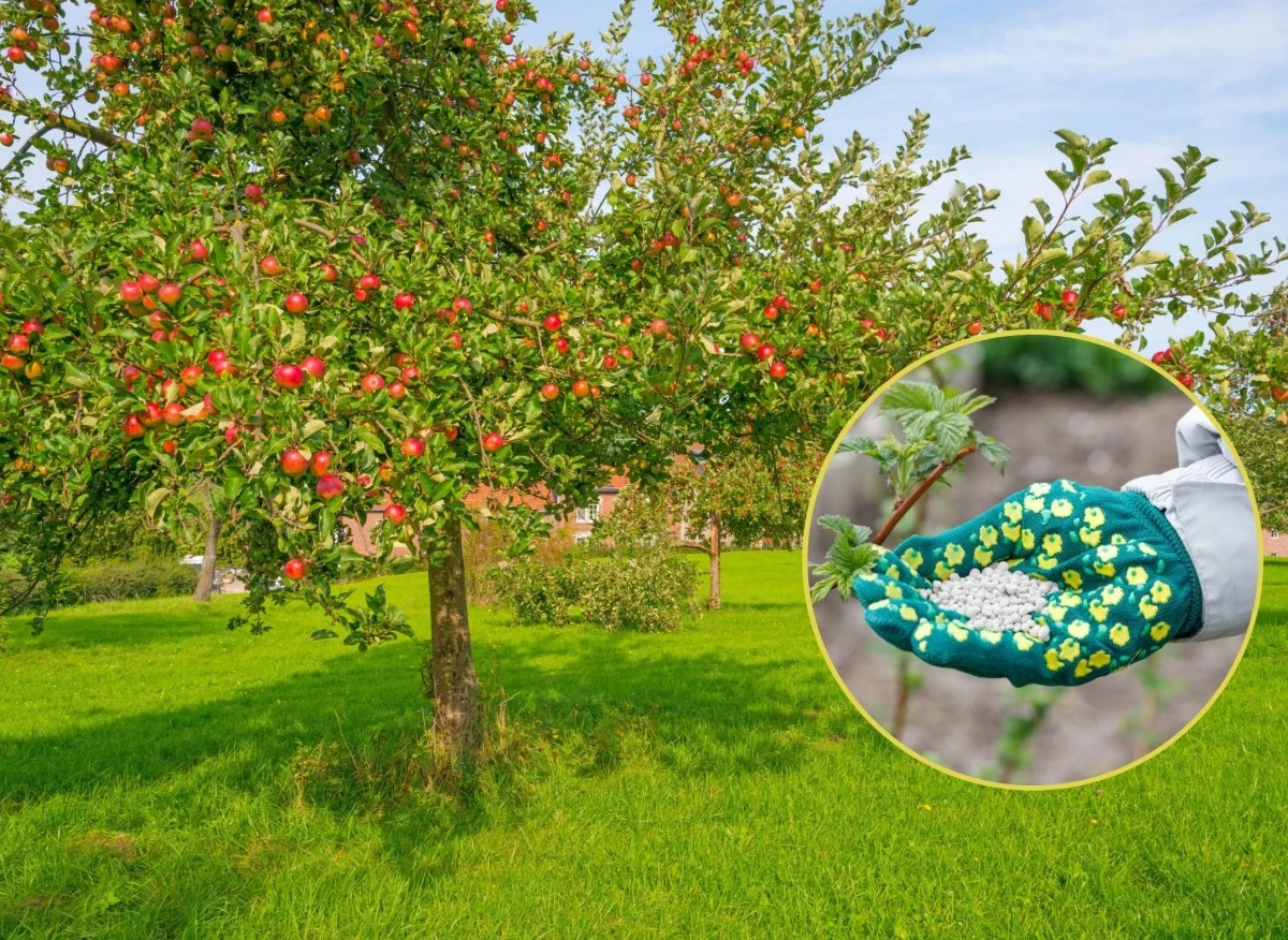 Saletra amonowa przyśpiesza wzrost roślin oraz zwiększa plonowanie