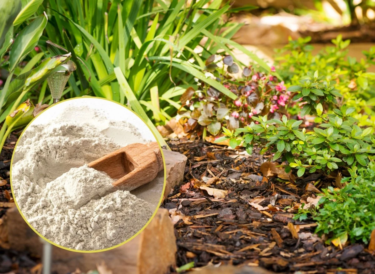 Mączka bazaltowa to substancja bezpieczna zarówno dla roślin, ludzi oraz zwierząt