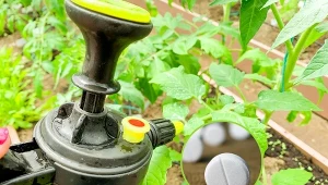 Stosowanie naturalnego oprysku z aspiryny może pomóc w zwalczaniu szkodników i chorób grzybiczych w ogrodzie.