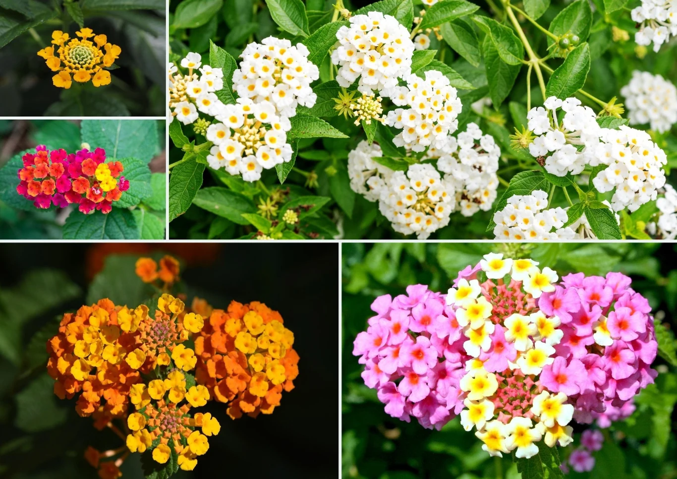 Istnieje wiele odmian lantany, które różnią się przede wszystkim barwą kwiatów