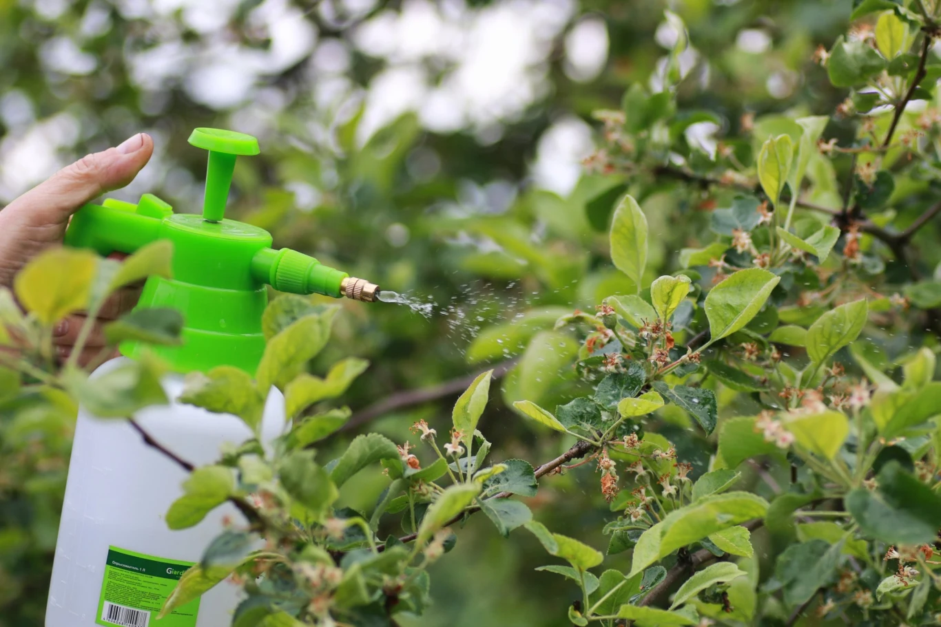 Oprysk z aspiryny dobrze działa m