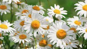 Podpowiadamy, jak uprawiać rumianek w ogrodzie. Kiedy zbierać surowiec i jak go suszyć?