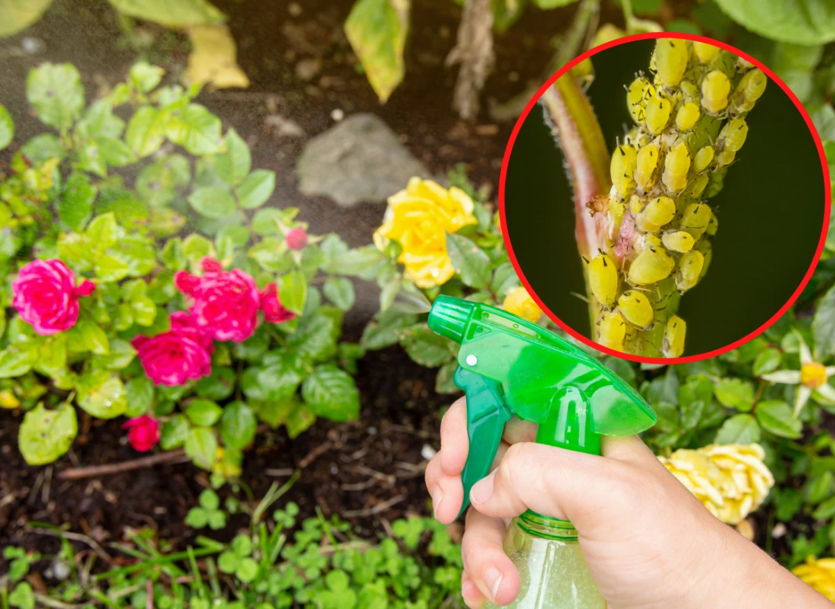 Domowe przepisy na opryski są stosowane w ogrodach od wielu lat