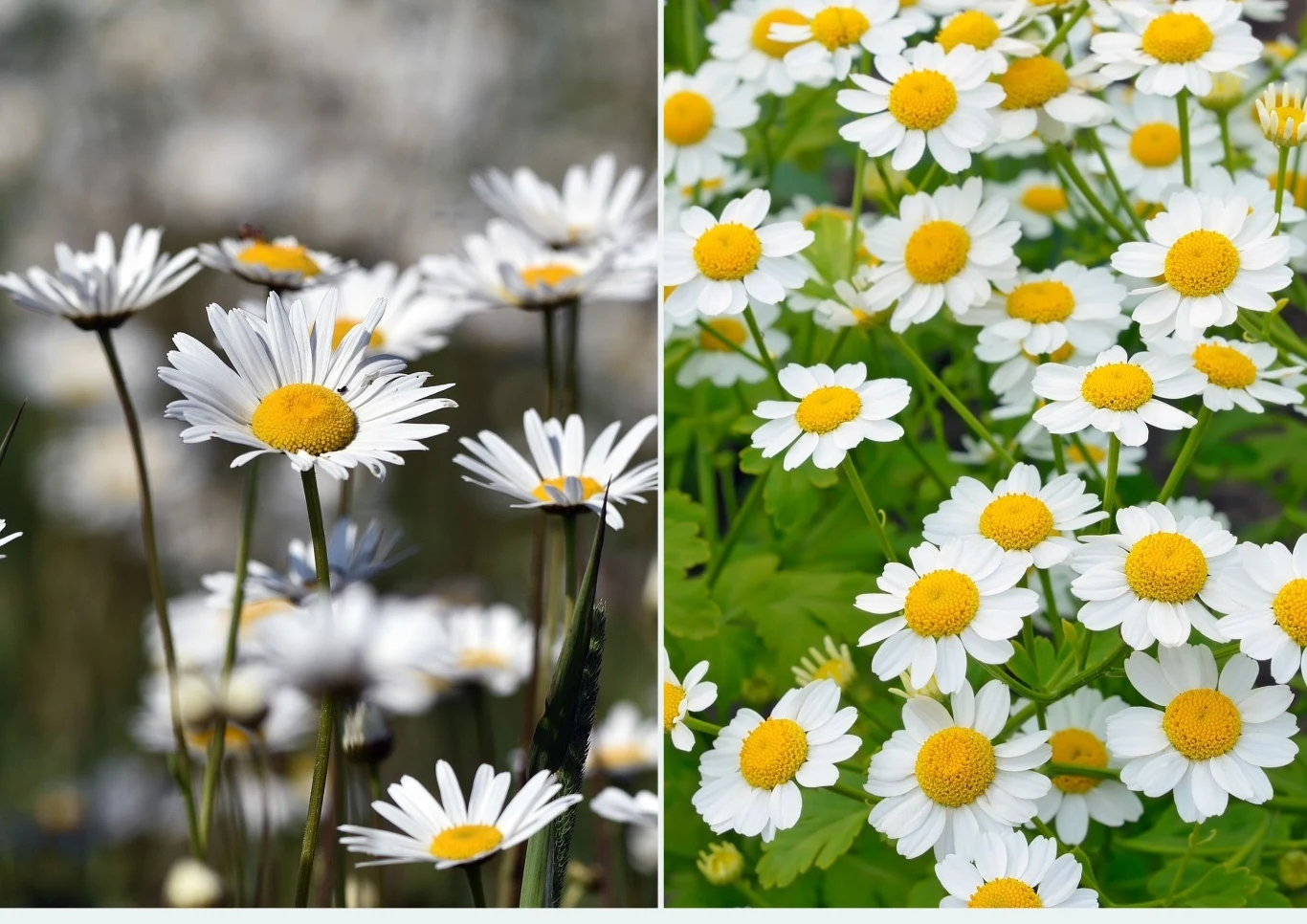 Rumianek pospolity jest często mylony z rumiankiem ogrodowym, który nie ma właściwości leczniczych