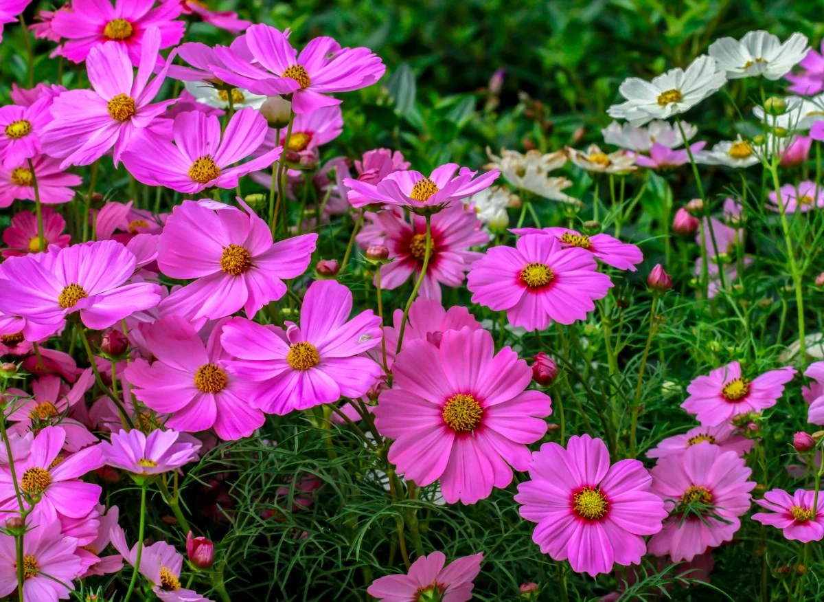 Chociaż kosmosy na długi czas odeszły w zapomnienie, obecnie wracają do łask