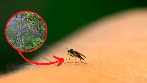 Co odstrasza meszki? Te sposoby pomogą je zwalczyć!