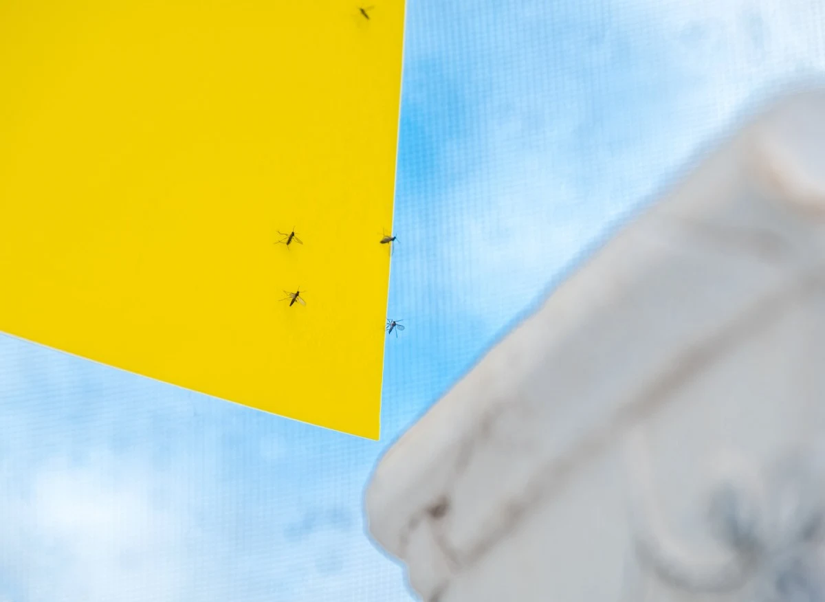 Czarne meszki w roślinach doniczkowych to ziemiórki