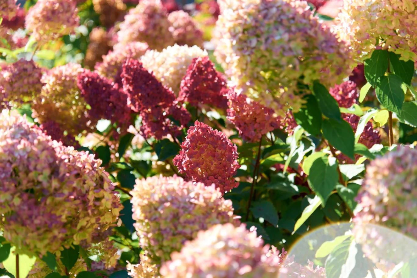 Hortensja Pink Diamond lubi lekko zacienione stanowiska