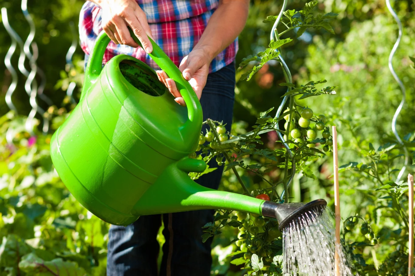 Nigdy nie podlewaj roślin w pełnym słońcu, gdyż może to spowodować poparzenie liści i marnowanie wody