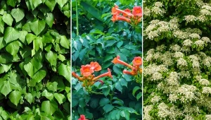 Pnącza, które gęsto porastają mury.