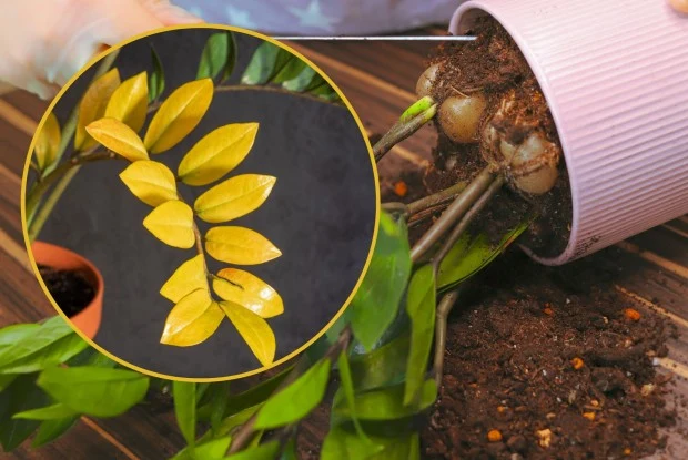 Żółknięcie liści może być objawem starzenia się rośliny