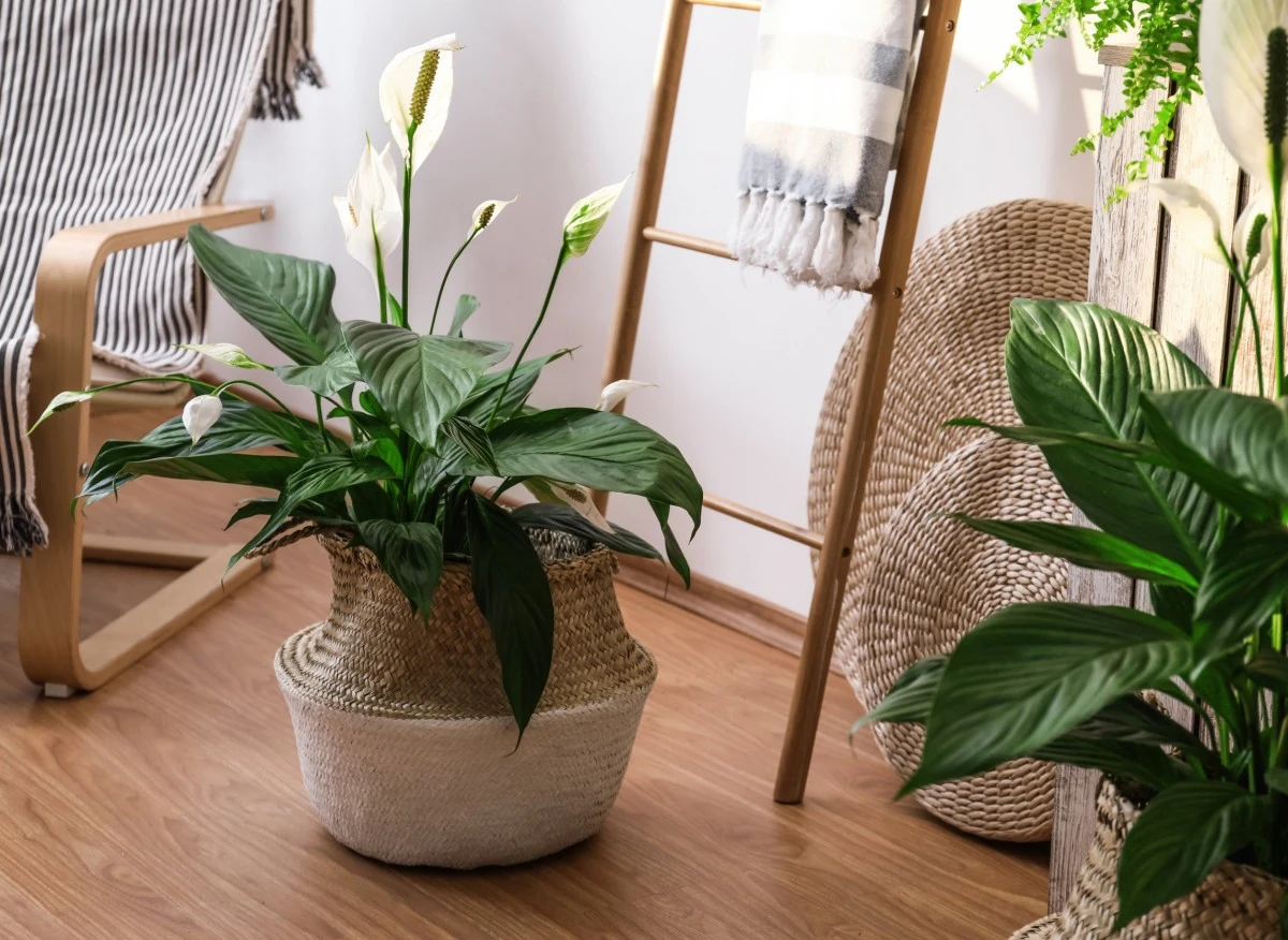 Skrzydłokwiat to piękna roślina, która oczyszcza powietrze z toksyn