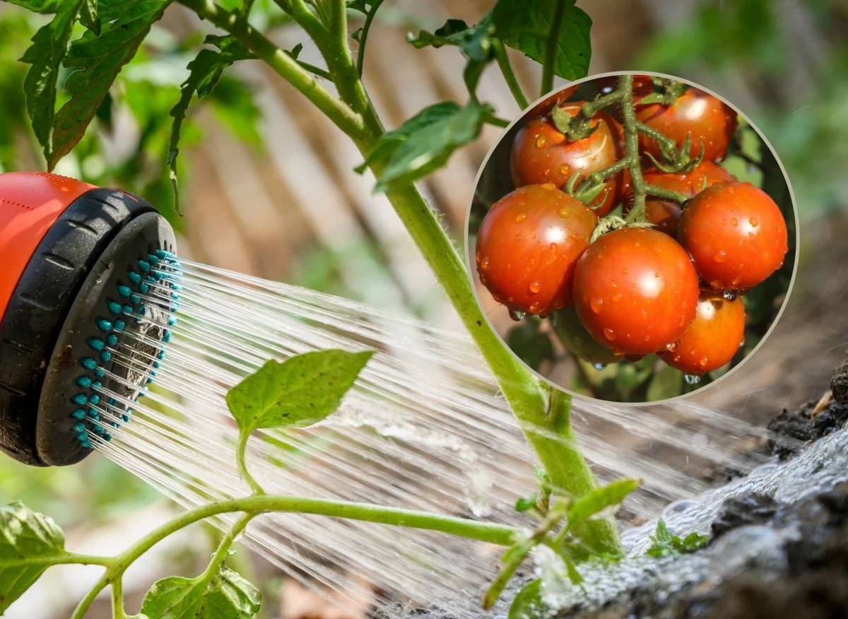 Najważniejsze zasady podlewania pomidorów