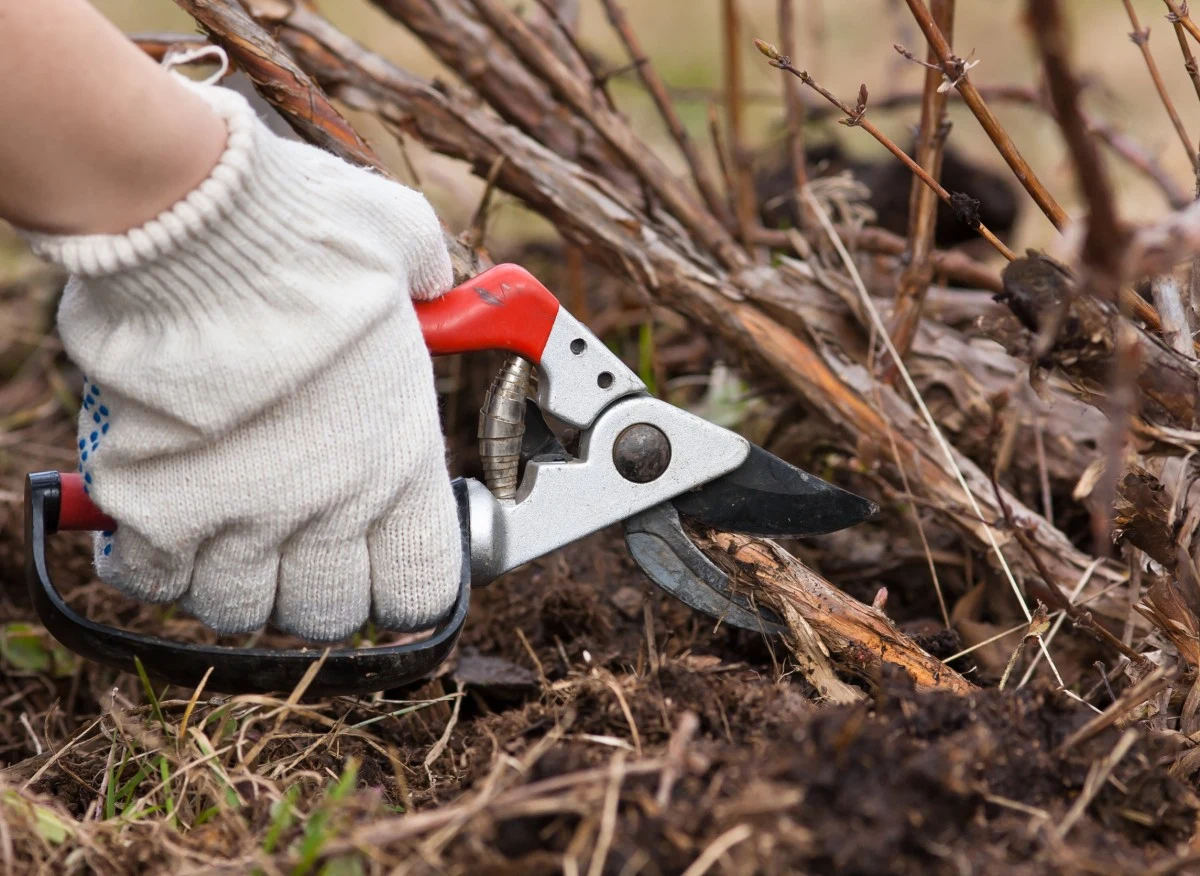 Jesienne przycinanie malin to ważny zabieg, o którym nie powinno się zapominać