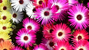 Dorotka stokrotkowa jest ceniona ze względu na efektowne kwiaty.