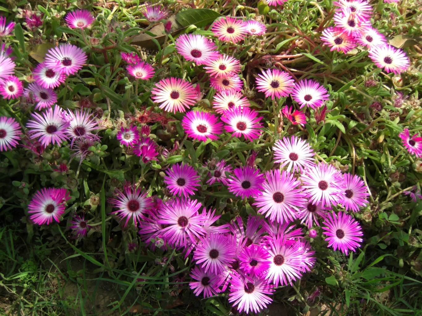 Kwiaty dorotki stokrotkowatej rozwijają się w pełnym słońcu