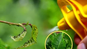 Oprysk z chrzanu pomoże zwalczyć szkodniki w ogrodzie. M.in. mszyce i mączliki