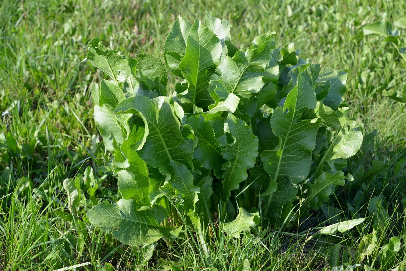 Chrzan to roślina niesłychanie ekspansywna i szybko dziczejąca