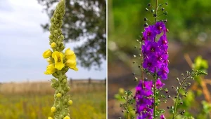 Dziewanna to zioło, które oczarowuje nie tylko pięknym wyglądem.