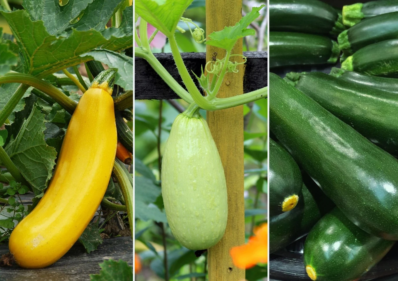 Istnieje wiele odmian cukinii, które różnią się os siebie kształtem, wyglądem oraz smakiem