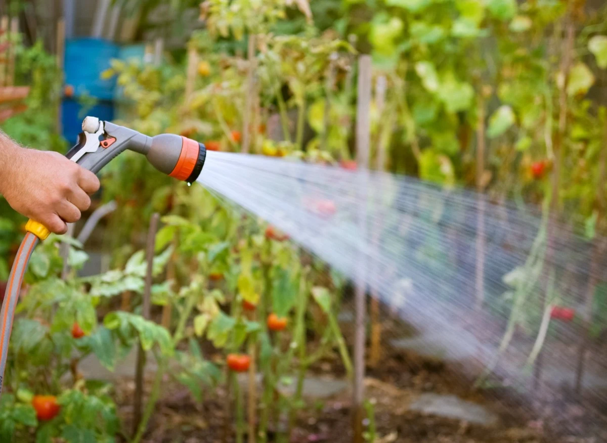 Kalendarz ogrodnika na lipiec 2022 ułatwi nam zadbanie latem o sad i ogród warzywny i balkon