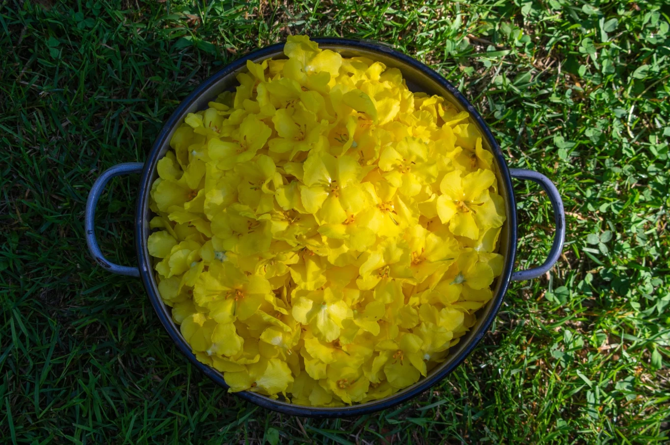 Dziewanna może pomóc ukoić ból jamy ustnej i gardła, załagodzić stan zapalny ucha