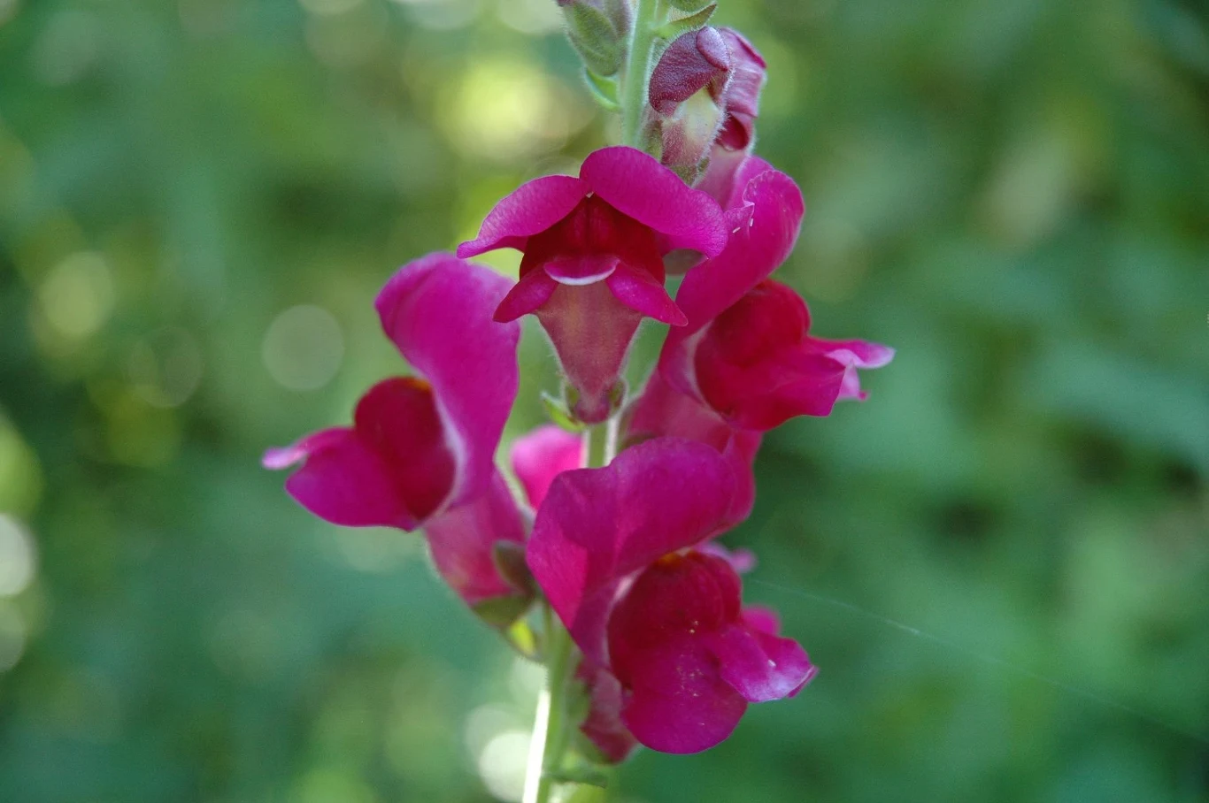 Lwia paszcza w kolorze purpurowym