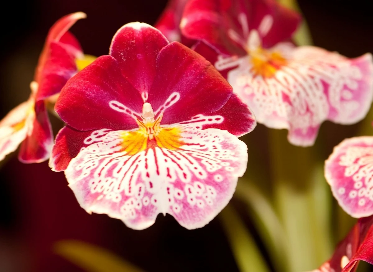 Orchidea Miltonia, jej pachnące kwiaty przypominają bratki